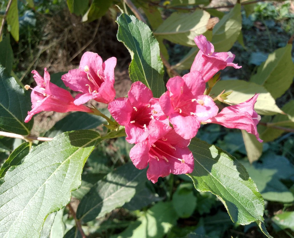 Flowers in the Park | Photography | Luka Jagor